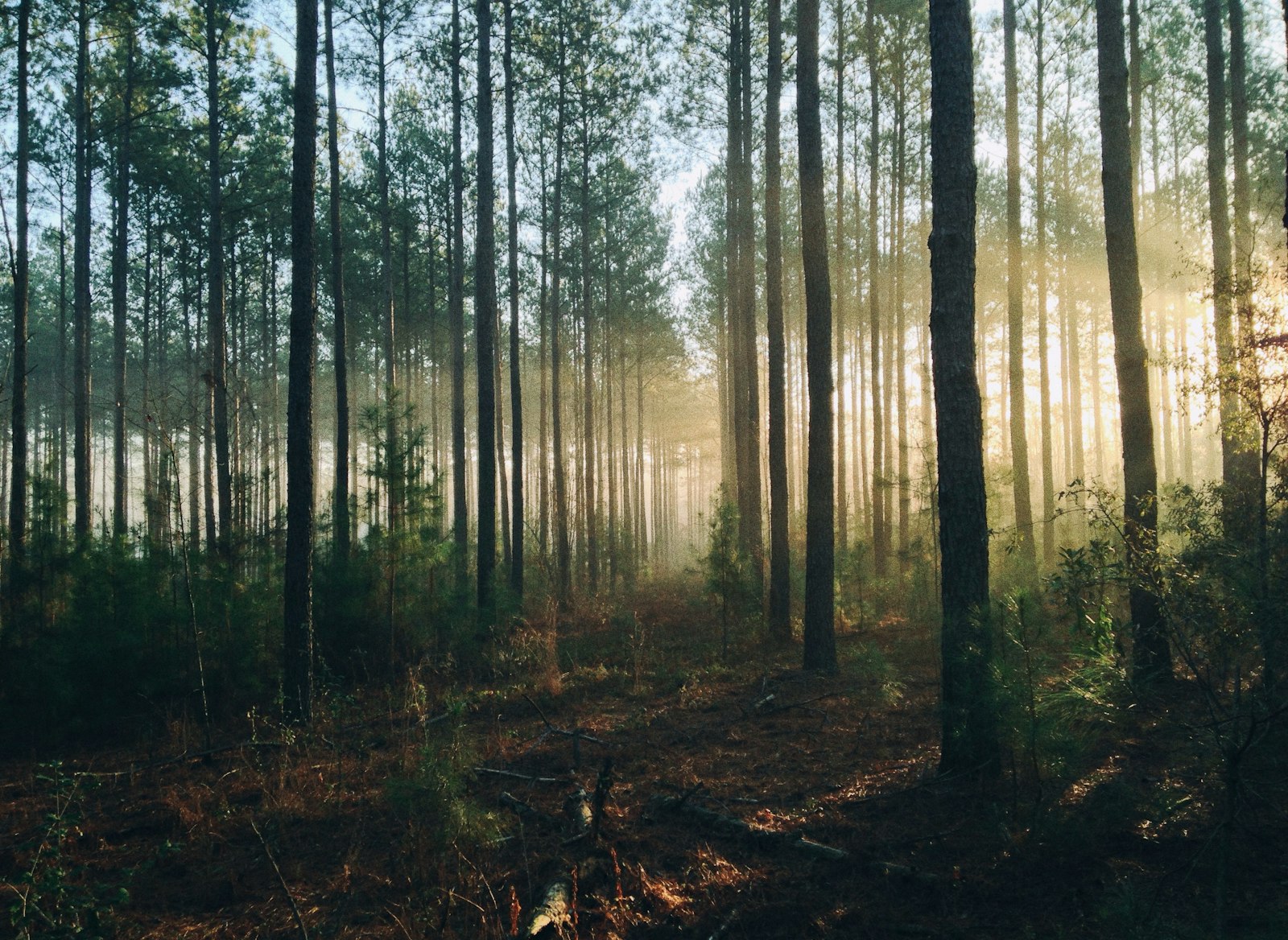 Sunlight coming through tall trees in a forest